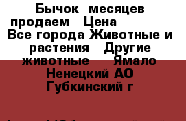 Бычок 6месяцев продаем › Цена ­ 20 000 - Все города Животные и растения » Другие животные   . Ямало-Ненецкий АО,Губкинский г.